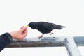 Black bird taking food. Feeding from hand. Hungry crow Royalty Free Stock Photo