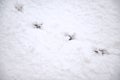 Black, bird tracks on white, textured snow. Royalty Free Stock Photo