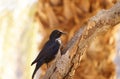 Black bird on a tree in the Fish River Canyon, Namibia. Royalty Free Stock Photo