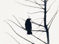 Black bird on the tree