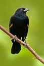 Black bird from tropic forest. Black and red song bird. Red-winged Blackbird, Agelaius phoeniceus, exotic tropic red and black son Royalty Free Stock Photo