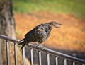 Black bird tweeting fence