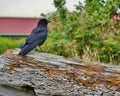 Black Bird on Weathered Driftwood Log