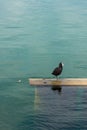 Black bird with white beak sitting on water beam Royalty Free Stock Photo