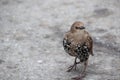 A black bird with white dots