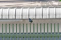 Black bird with white line on its wing hangs on to green fence Royalty Free Stock Photo