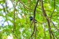 Black bird with white line on its wing hangs on to a tree branch, green background Royalty Free Stock Photo