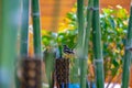 Black bird with white line on its wing hangs on to a wood tile torch, with bamboo around Royalty Free Stock Photo