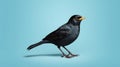 A black bird with a yellow beak against a vibrant blue background Royalty Free Stock Photo