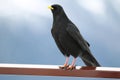 Black bird with a yellow beak Royalty Free Stock Photo