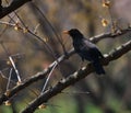 Black Bird with Yellow Beak Perched on a Branch Royalty Free Stock Photo