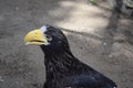 Black bird with yellow beak portrait. Steller`s sea eagle