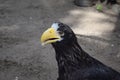 Black bird with yellow beak portrait. Steller`s sea eagle