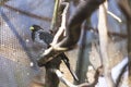 Black Bird with Yellow Beak stand on the rail in the cage in Padmaja Naidu Himalayan Zoological Park at Darjeeling, India Royalty Free Stock Photo