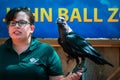Black bird and a zoo keeper at a bird show at the John Ball Zoo