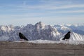 Black bird zugspitze alps mountain snow ski winter blue sky landscape garmisch germany Royalty Free Stock Photo