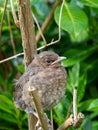 A juvenile blackbird Turdus merula