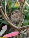 A juvenile blackbird Turdus merula