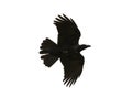 black birds crow flying mid air show detail in under wing feather isolated white background Royalty Free Stock Photo