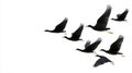 Black Birds in Flight Against White Background Royalty Free Stock Photo
