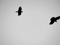 Black birds fly freely in the sky Royalty Free Stock Photo