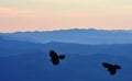 Black birds fly high over the mountains Royalty Free Stock Photo