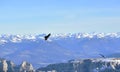 Black birds fly over the mountains Royalty Free Stock Photo