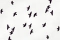 Black birds fly in the sky Royalty Free Stock Photo