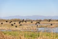 Black birds flying over swampy field with clear sky Royalty Free Stock Photo