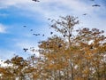 birds flying over a tree in the swamps Royalty Free Stock Photo