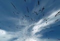 Black birds flying in to depth of sky.