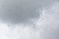 A flock of black birds in the gray sky. Royalty Free Stock Photo
