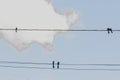 Black Birds Perch On Power Line