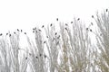 Black birds perch on top of trees in winter