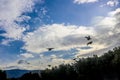 Black birds swarming over the treetops under cloudy sky above Athens with Greek mountains in background