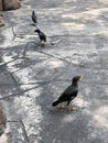 Black birds trio Royalty Free Stock Photo