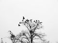 Black birds. Royalty Free Stock Photo