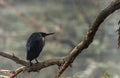 Black Bittern, Ixobrychus flavicollis, Bharatpur, Rajasthan, India