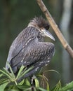 Black Black Crowned Night-heron Bird. Black Crowned Night-heron Baby Bird Closeup Profile View With A Bokeh Background