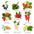 Black blackberry and mulberry, wild strawberry, red bilberry, currant, seaberry