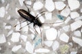 Black blister beetle (Epicauta pensylvanica) on the mosaic floor : (pix Sanjiv Shukla) Royalty Free Stock Photo