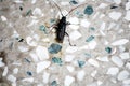 Black blister beetle (Epicauta pensylvanica) on the mosaic floor : (pix Sanjiv Shukla) Royalty Free Stock Photo