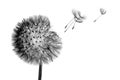 Black bloom head Dandelion flower with flying seeds in wind isolated on white background