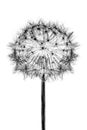 Black bloom head Dandelion flower isolated on white background