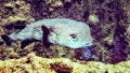 Black blotched porcupine fish in Maldives.