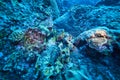 Black-Blotched Porcupinefish