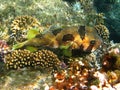 Black-blotched porcupinefish and coral