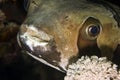 Black-blotched porcupinefish (diodon liturosus)