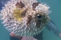 Black blotched porcupinefish at Lipe island