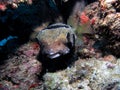 Black-Blotched Porcupinefish